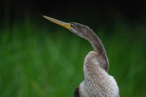 Anhinga / Schlangenhalsvogel; der Name kommt nicht von ungefähr   (Klicken zum öffnen)