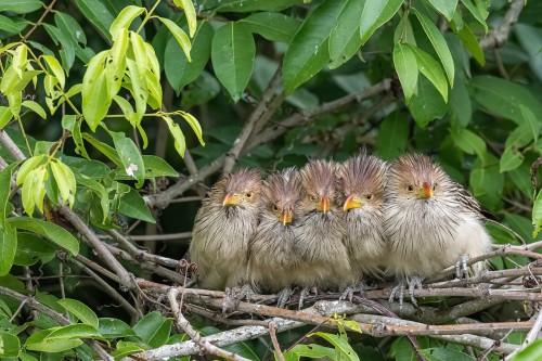 Guira Cuckoo. Uns ist ja sooo kalt...   (Klicken zum öffnen)