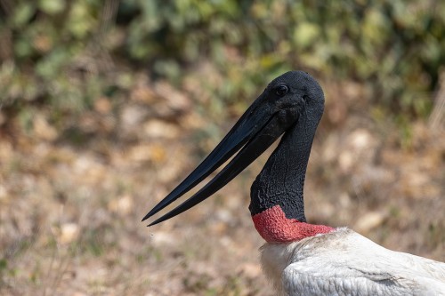 Jabiru Stork; der ikonische Vogel des Pantanal   (Klicken zum öffnen)