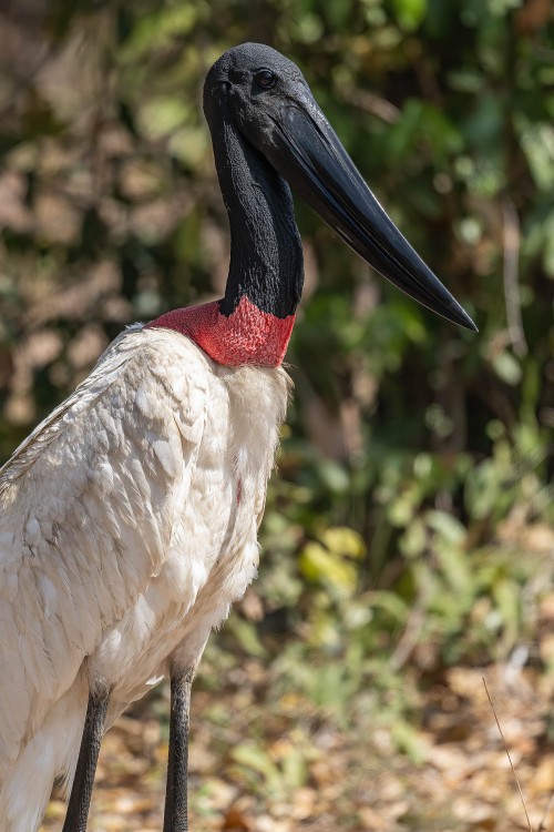 Der Storch wird bis zu 1.40m gross, die Flügelspannweite beträgt 2.60m   (Klicken zum öffnen)