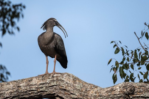 Ibis   (Klicken zum öffnen)