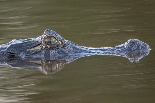 Caymane sind deutlich kleiner als Krokodile, sie werden 2.50 bis 3m gross   (Klicken zum öffnen)