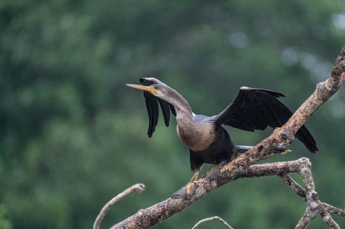 Anhinga / Schlangenhalsvogel beim Trocknen der Flügel   (Klicken zum öffnen)