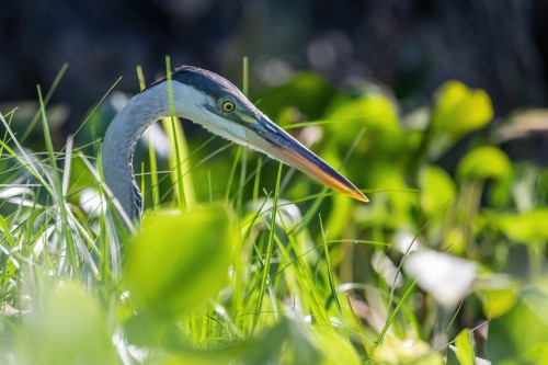 Great Egret i Deckung   (Klicken zum öffnen)