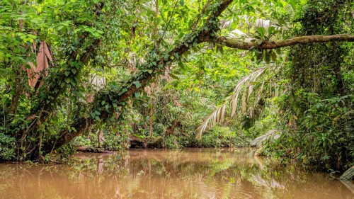 Lagunas del Tortuguero; Karibikküste   (Klicken zum öffnen)