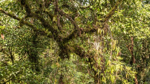 Ein Baum im Regenwald ist ein Ökosystem mit hunderten von Mitbewohnern   (Klicken zum öffnen)