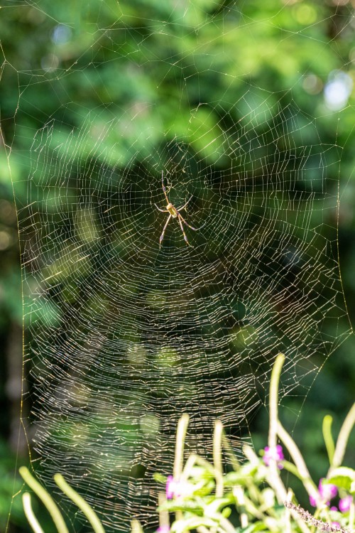 Spinne im Netz   (Klicken zum öffnen)