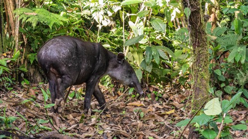 Der scheue Baird-Tapir, der der Tapirus Lodge ihren Namen gibt   (Klicken zum öffnen)