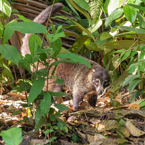 Coati / Nasenbär   (Klicken zum öffnen)