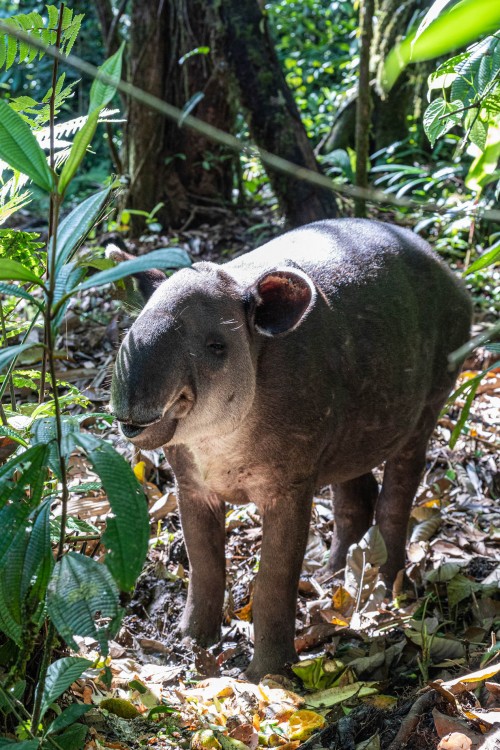 Baird-Tapir; 180 bis 200cm lang, 80-120cm hoch, 150 bis 300kg schwer   (Klicken zum öffnen)