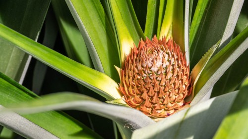 Ananas; Piñera Roswitha   (Klicken zum öffnen)