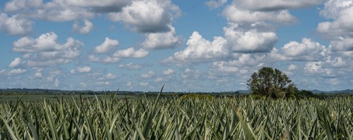 Piñera Roswitha; ca. 700ha gross, bewirtschaftet von der Schweizer Familie Dähler   (Klicken zum öffnen)