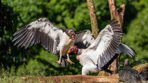 King vulture /  Königsgeier; Boca Topada   (Klicken zum öffnen)