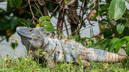 Green Iguana, bis zu 2m lang und knapp 10kg schwer; bei Jaco   (Klicken zum öffnen)