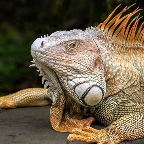 Prachtskerl; Puente de las Iguanas   (Klicken zum öffnen)