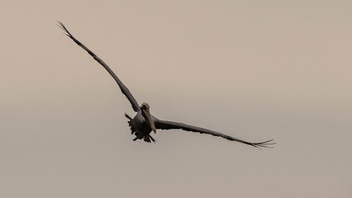 Brown Pelican im Anflug, Flügelspannweite bis 2.2m, Gewicht ca. 4.5kg; Bahia Tamarindo   (Klicken zum öffnen)