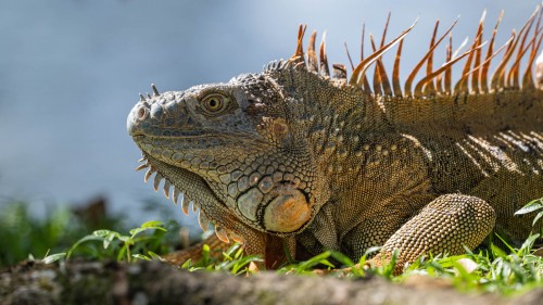 Green Iguana; Tortuguero   (Klicken zum öffnen)