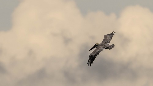 Brown Pelican; Bahia Tamarindo   (Klicken zum öffnen)