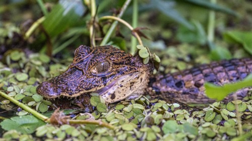 Junger Cayman; Rio Tortuguero   (Klicken zum öffnen)