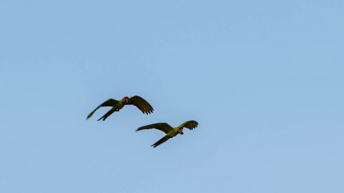 Great green Macaw / Grosser Soldatenara, ca. 85cm gross; Rio Tortuguero   (Klicken zum öffnen)
