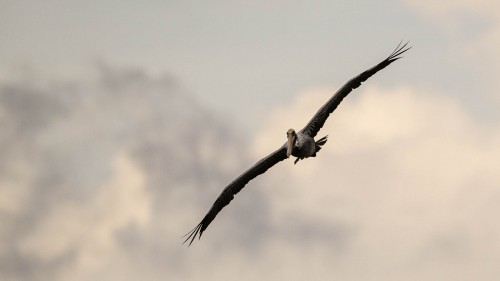 Brown Pelican; Bahia Tamarindo   (Klicken zum öffnen)