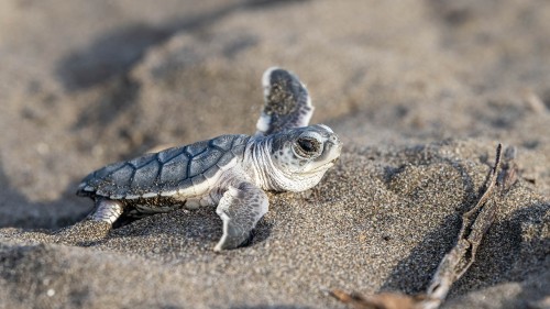 Green Turtle / Grüne Meeresschildkröte, eben erst geschlüpft; Tortuguero NP   (Klicken zum öffnen)