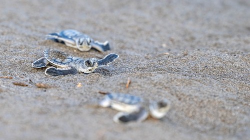 Der Weg vom Nest zum Meer ist für die kleinen Schildkröten sehr gefährlich, überall lauern Feinde   (Klicken zum öffnen)