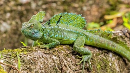 Basilisk, sie können zur Tarnung ihre Farbe verändern; Tortuguero NP   (Klicken zum öffnen)