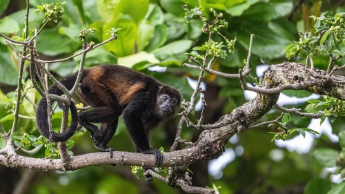 Howler Monkey / Brüllaffe   (Klicken zum öffnen)