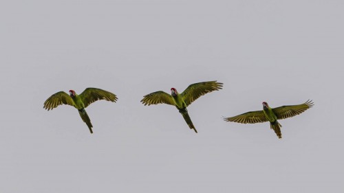 Great green Macaw / Grosser Soldatenara; Rio Tortuguero   (Klicken zum öffnen)