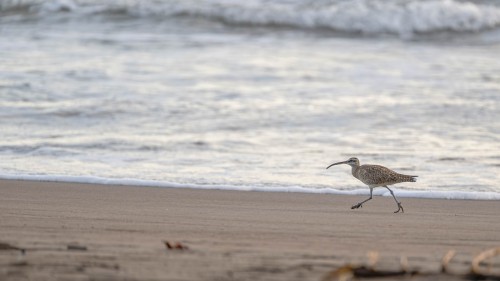 Long-billed Curlew  / Rostbrachvogel; Tortuguero NP   (Klicken zum öffnen)