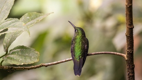 Green-crowned brilliant Hummingbird; Monteverde   (Klicken zum öffnen)