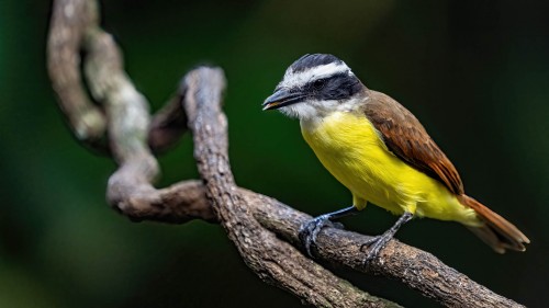 Great Kiskadee / Schwefelmaskentyrann   (Klicken zum öffnen)