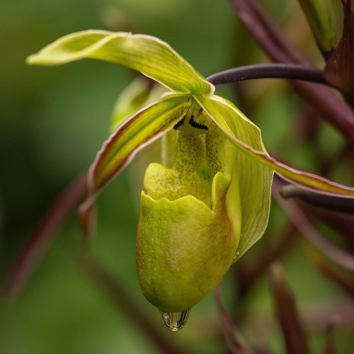 Eine von rund 1000 Orchideenarten; Monteverde   (Klicken zum öffnen)