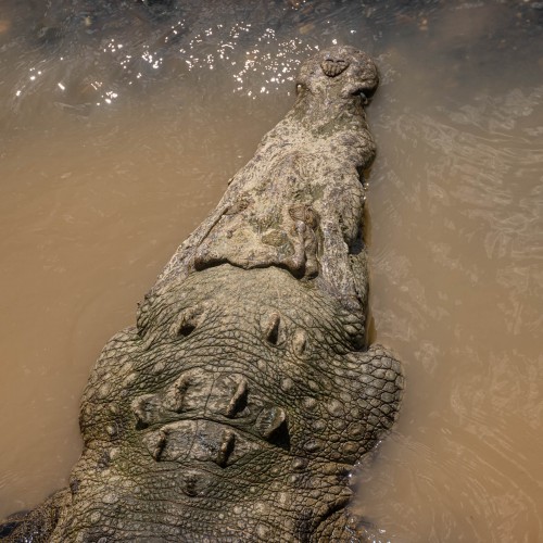 Krokodil; Crocodile Bridge   (Klicken zum öffnen)