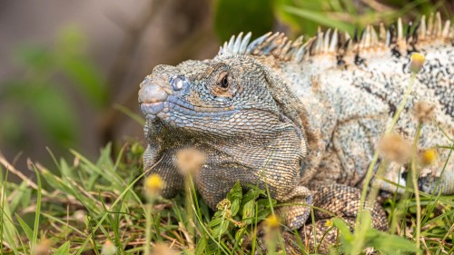 Green Iguana; bei Jaco   (Klicken zum öffnen)