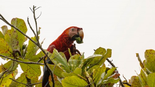 Scarlet Macaw / roter Ara; Esterillos Este   (Klicken zum öffnen)