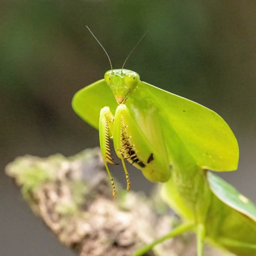 Mantis religiosa / Gottesanbeterin; Braulio NP   (Klicken zum öffnen)