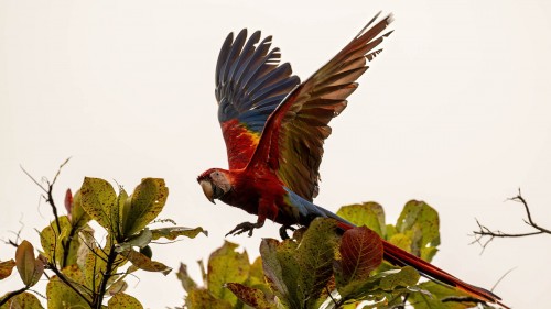 Scarlet Macaw / roter Ara; Esterillos Este   (Klicken zum öffnen)