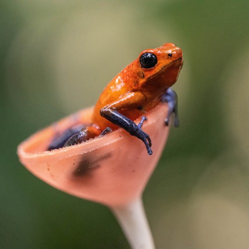 Strawberry poison dart frog, auch Bleujeans-Frog genannt, 2.5cm gross; Braulio NP   (Klicken zum öffnen)