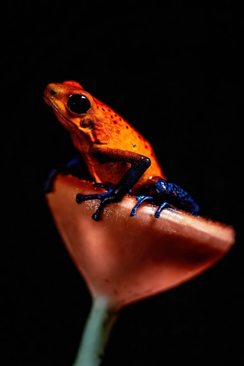 Strawberry poison dart frog, auch Bleujeans-Frog genannt; Braulio NP   (Klicken zum öffnen)