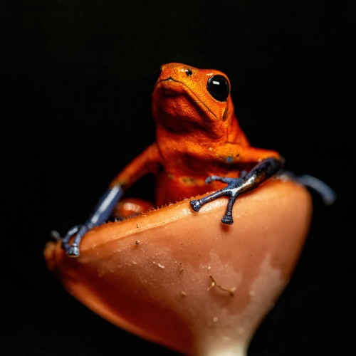 Strawberry poison dart frog, auch Bleujeans-Frog genannt; Braulio NP   (Klicken zum öffnen)