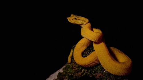 Eyelash pitviper / Greifschwanz-Lanzenotter; Braulio NP   (Klicken zum öffnen)