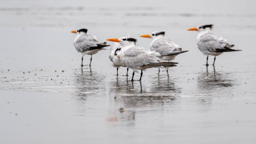 Common Tern / Seeschwalbe   (Klicken zum öffnen)