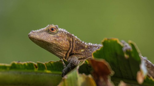 Central American Whiptail mit Morgentau; Tapirus Lodge   (Klicken zum öffnen)