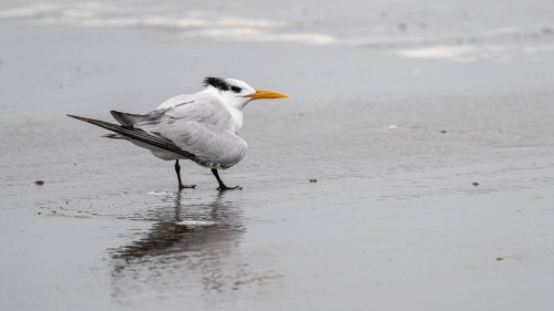 Common Tern / Seeschwalbe   (Klicken zum öffnen)