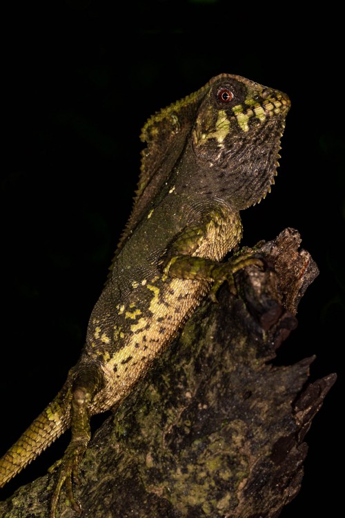 Basilisk; Braulio NP   (Klicken zum öffnen)