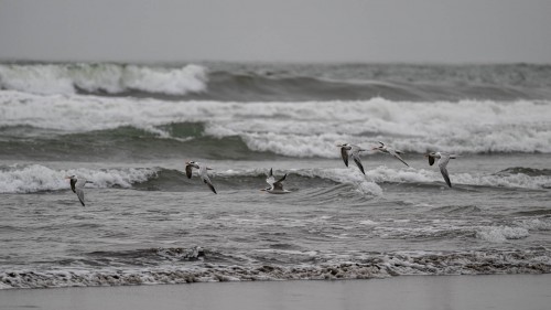 Common Terns / Seeschwalben; Esterillos Este   (Klicken zum öffnen)