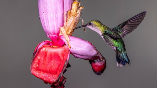 Kolibris werden mit Zuckerwasser in Blüten angelfüttert   (Klicken zum öffnen)