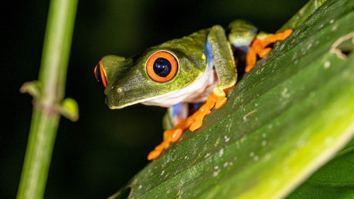 Mein Lieblingsfrosch: Red-eyed leaf frog  / Rotaugen Laubfrosch; Tapirus Lodge   (Klicken zum öffnen)